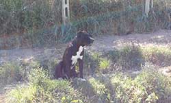 cane corso rustico 